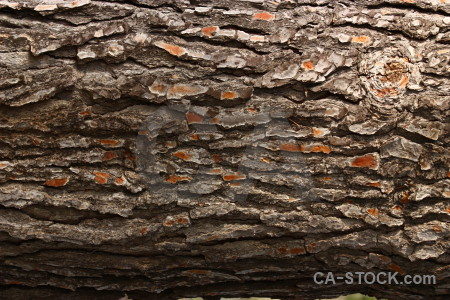 Wood bark texture.