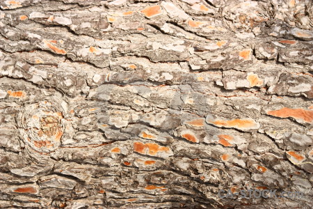 Wood bark texture.