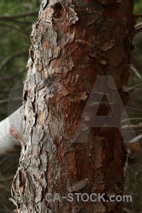 Wood bark texture.