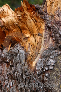 Wood bark texture brown orange.