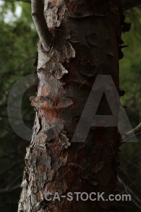 Wood green texture bark black.