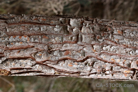 Wood texture bark.