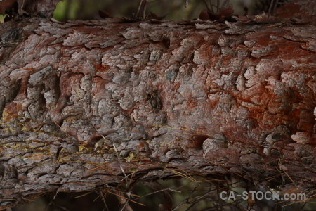 Wood texture bark.