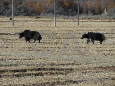 Yak china animal asia desert.