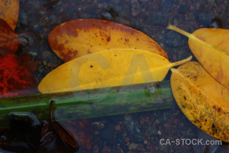 Yellow brown green leaf river.