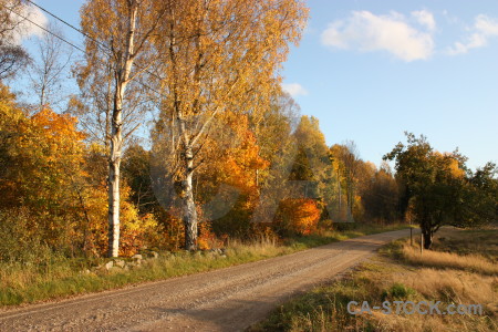 Yellow brown orange tree path.