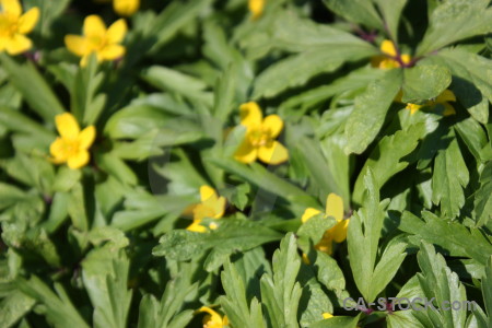 Yellow green flower plant.