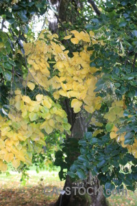 Yellow green leaf.