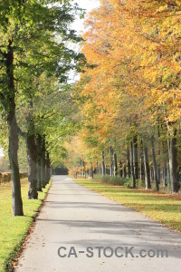 Yellow green tree path orange.