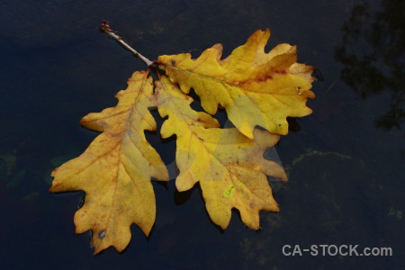 Yellow leaf black orange.