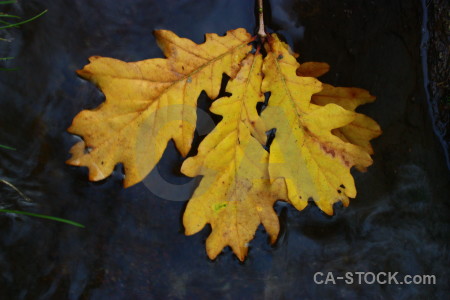 Yellow leaf orange.