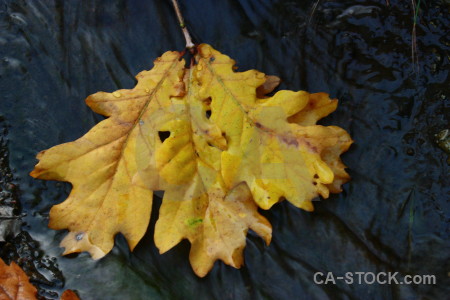 Yellow leaf orange.