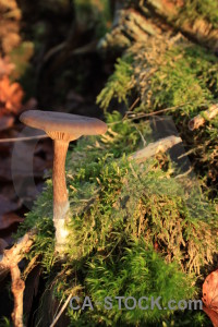 Yellow mushroom fungus green toadstool.