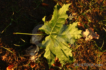 Yellow orange brown leaf.