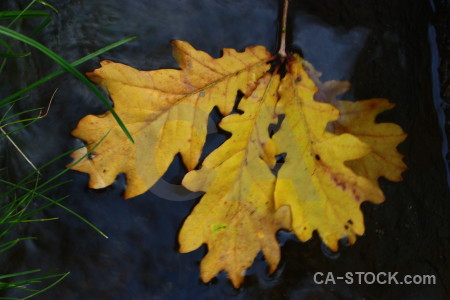 Yellow orange leaf.