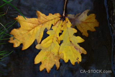 Yellow orange leaf.