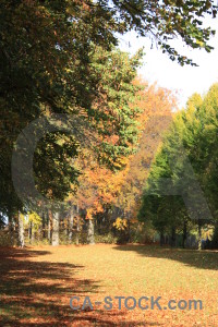 Yellow orange tree green path.