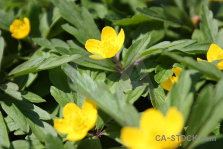 Yellow plant green flower.