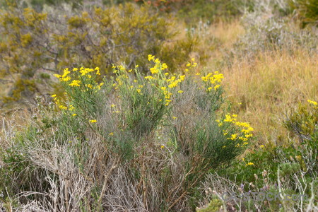 Yellow texture green nature.