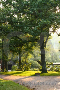 Yellow tree green.