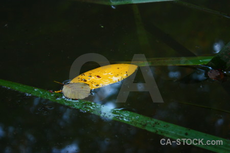 Yellow water green leaf black.